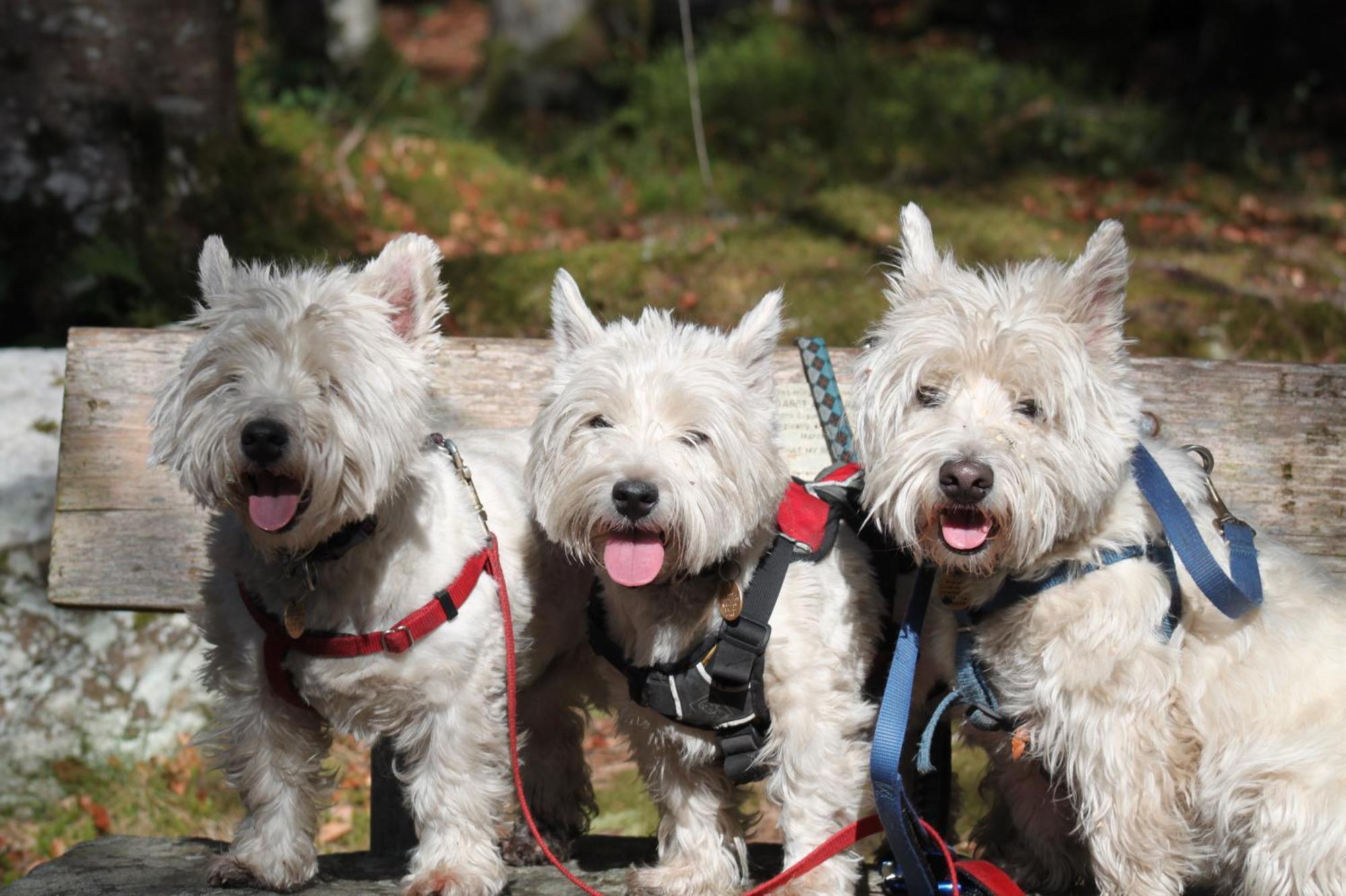 Craik Na Dav B&B Invermoriston Zewnętrze zdjęcie