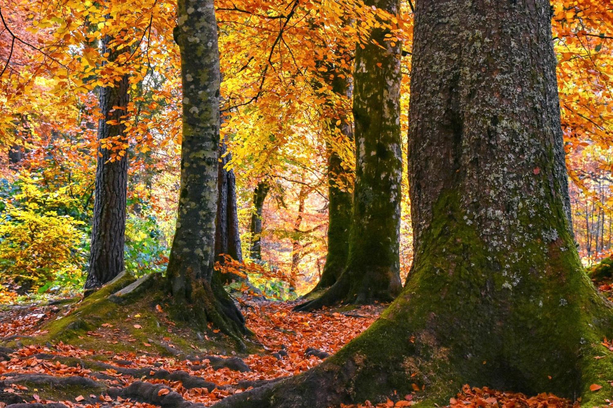 Craik Na Dav B&B Invermoriston Zewnętrze zdjęcie