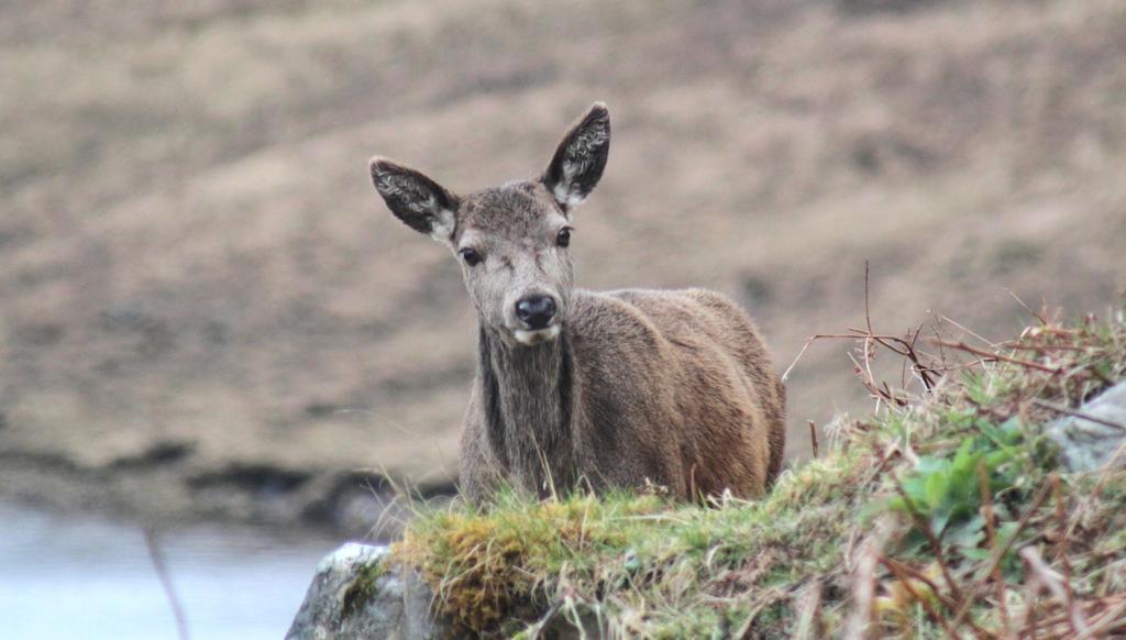 Craik Na Dav B&B Invermoriston Zewnętrze zdjęcie